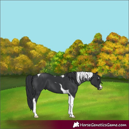 Horse Color:Black Tobiano