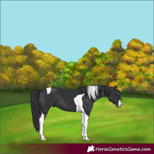 Horse Color:Black Tobiano