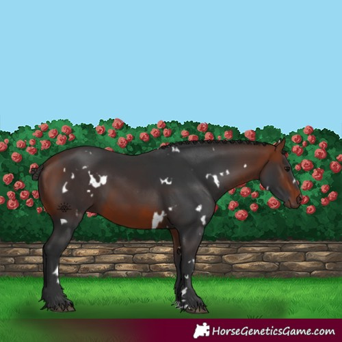 Horse Color:White Spotted Bay 