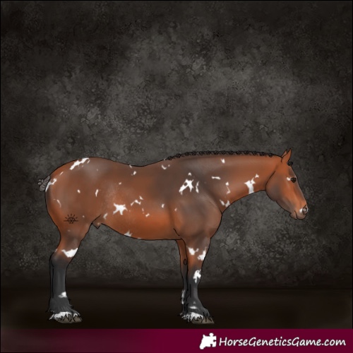Horse Color:White Spotted Bay Rabicano