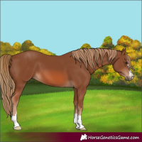 Horse Color:Chestnut 