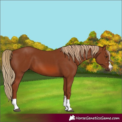 Horse Color:Chestnut 