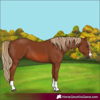 Horse Color:Chestnut 