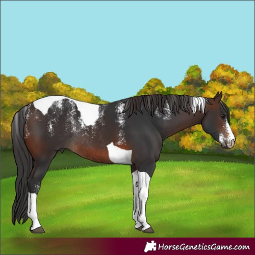 Horse Color:Powder White Brown Tobiano Rabicano