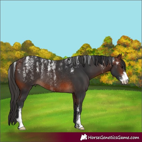 Horse Color:Powder White Brown Rabicano 