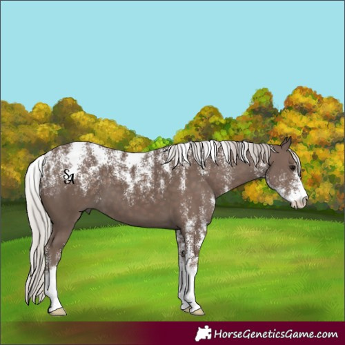 Horse Color:Powder White Silver Black