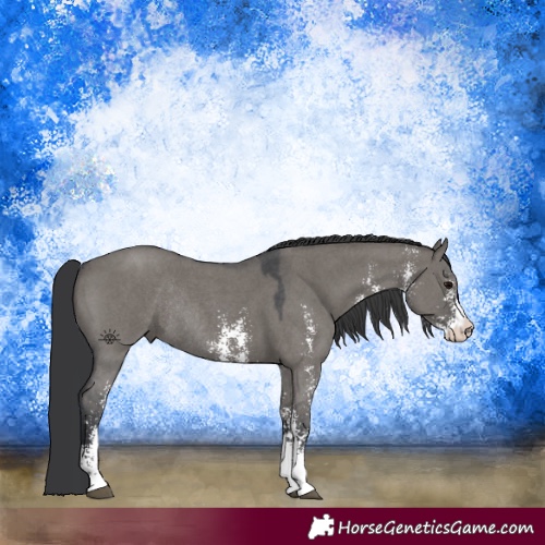 Horse Color:Grullo Sabino Rabicano 