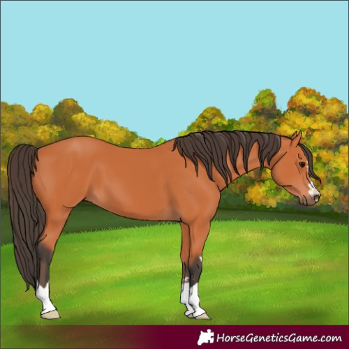 Horse Color:Bay 