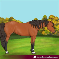 Horse Color:Bay 
