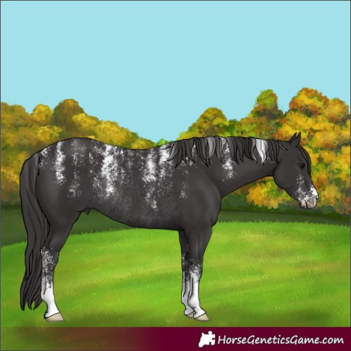 Horse Color:Powder White Smoky Black Rabicano 