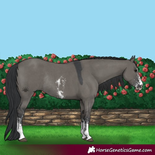 Horse Color:Grullo Sabino Rabicano