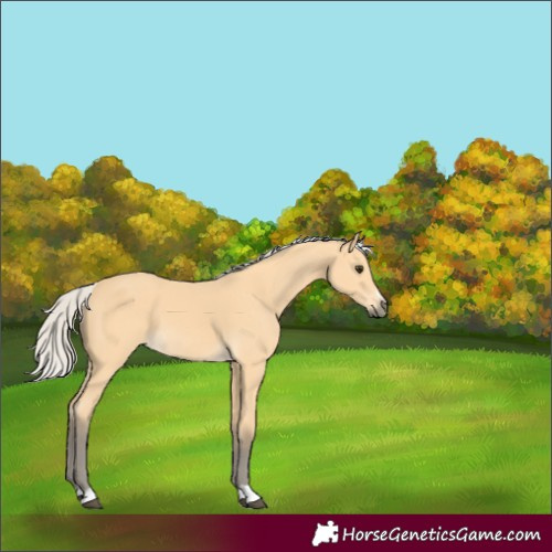 Horse Color:Silver Buckskin 