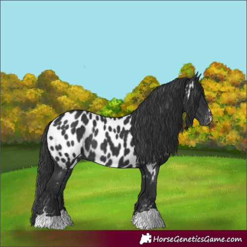 Horse Color:Black Appaloosa Rabicano 