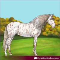 Horse Color:Gold Champagne Appaloosa and Gold Champagne Frame Appaloosa