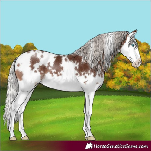 Horse Color:White Spotted Silver Brown Splash