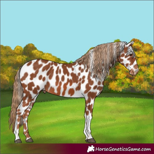 Horse Color:Chestnut Tobiano Skewed Appaloosa Rabicano 