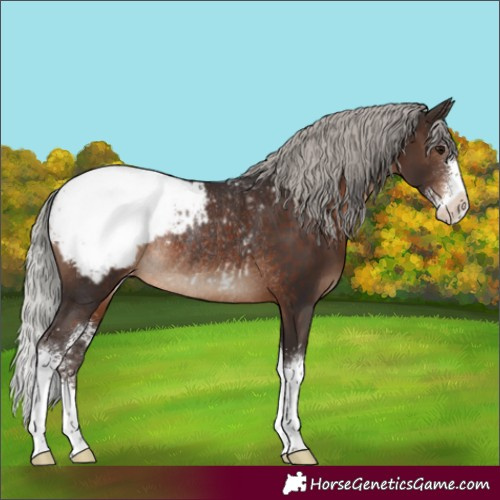Horse Color:Silver Brown Sabino Appaloosa Rabicano