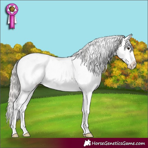 Horse Color:Silver Brown Sabino Appaloosa Rabicano