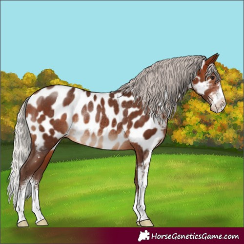 Horse Color:Silver Brown Sabino Appaloosa Rabicano