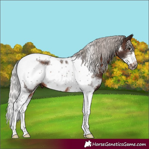 Horse Color:Silver Brown Sabino Tobiano Frame