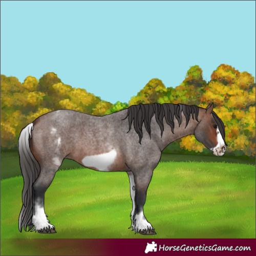Horse Color:White Spotted Brown Roan Frame 