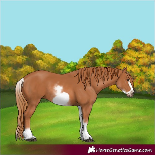 Horse Color:White Spotted Chestnut Frame 