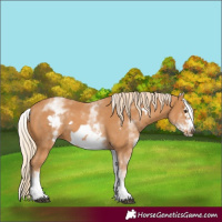 Horse Color:White Spotted Chestnut Frame