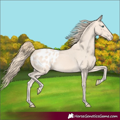 Horse Color:Perlino Appaloosa 