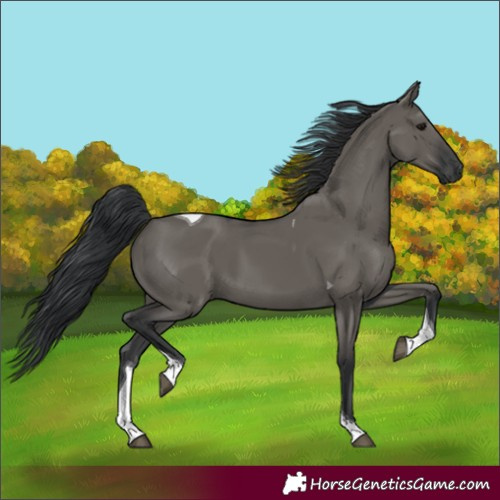 Horse Color:Grullo Tobiano