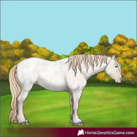 Horse Color:Perlino Roan Dun Mushroom Appaloosa