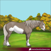 Horse Color:Silver Smoky Grullo Frame 