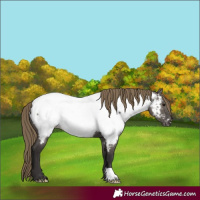 Horse Color:Smoky Grullo Appaloosa