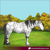 Horse Color:Grullo Roan Frame Appaloosa 