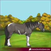 Horse Color:Grullo Mushroom Tobiano