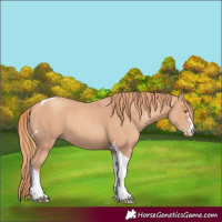 Horse Color:Gold Champagne Tobiano