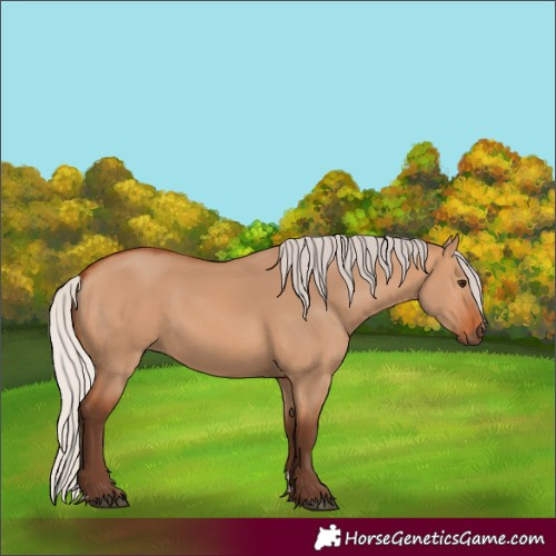 Horse Color:Silver Bay Dun 