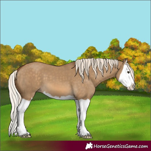 Horse Color:Chocolate Palomino Dun Splash 