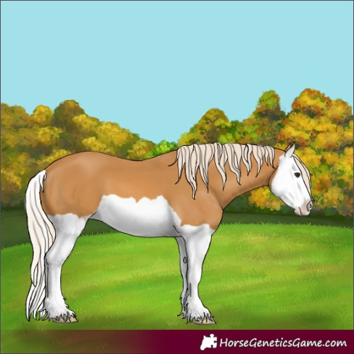 Horse Color:Palomino Splash