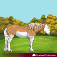 Horse Color:Palomino Splash