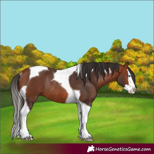 Horse Color:Bay Splash Tobiano Rabicano 