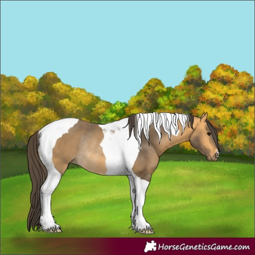 Horse Color:Buckskin Tobiano Rabicano 