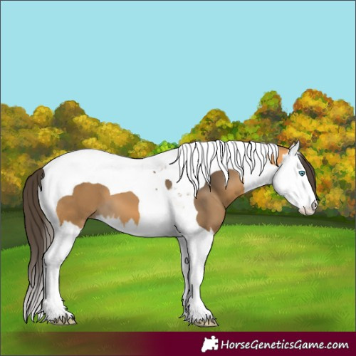 Horse Color:Buckskin Splash Tobiano