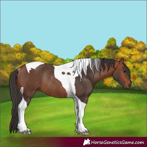 Horse Color:Bay Tobiano Rabicano 