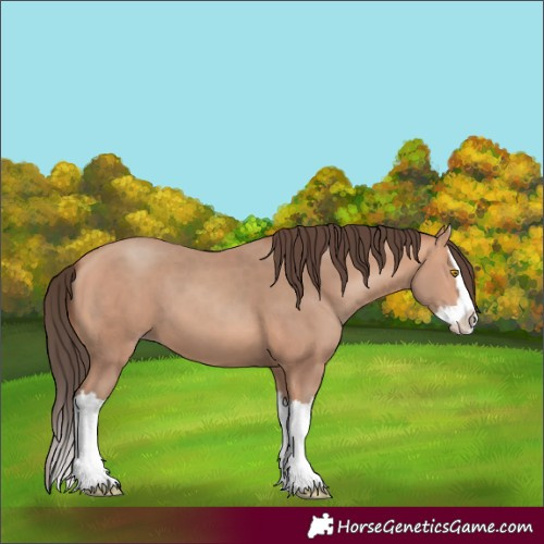 Horse Color:Amber Champagne Splash 