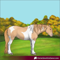 Horse Color:Gold Champagne Tobiano