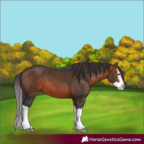 Horse Color:Brown Splash 