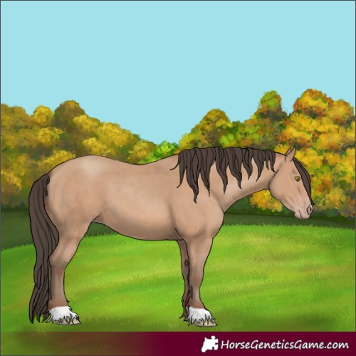 Horse Color:Amber Champagne 