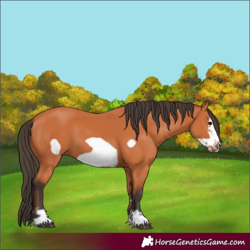 Horse Color:Bay Frame