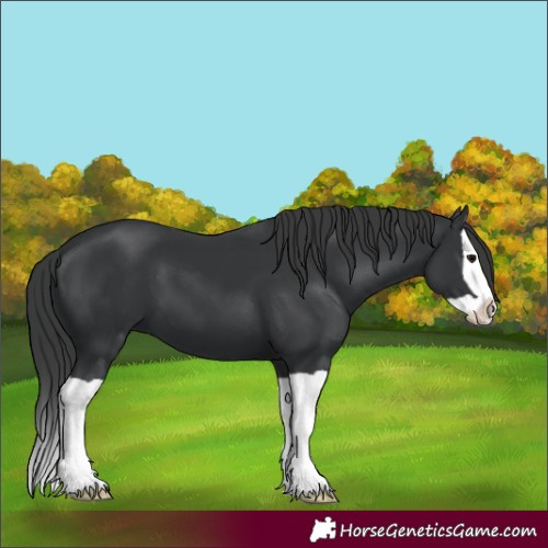 Horse Color:Black Splash 