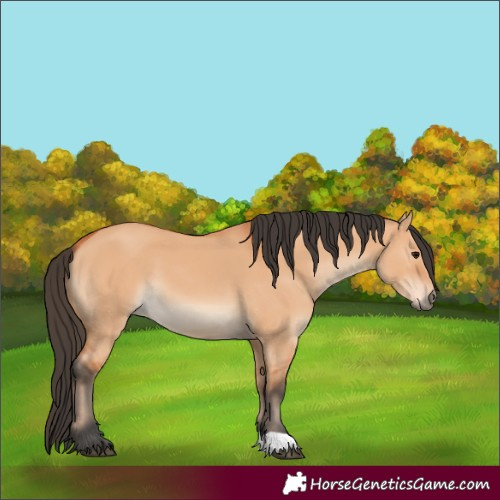 Horse Color:Bay Dun 